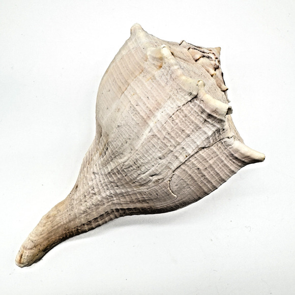Vintage Lightning Whelk Conch Seashell Estate Collection Beach Decor Aquarium 6" - Picture 5 of 9